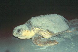 Loggerhead Turtle